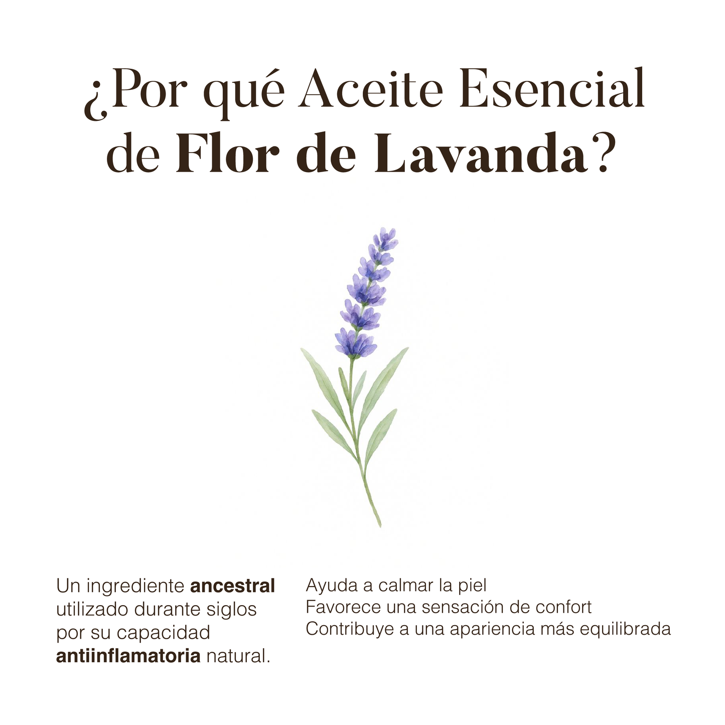 Lavanda: Aceite Esencial