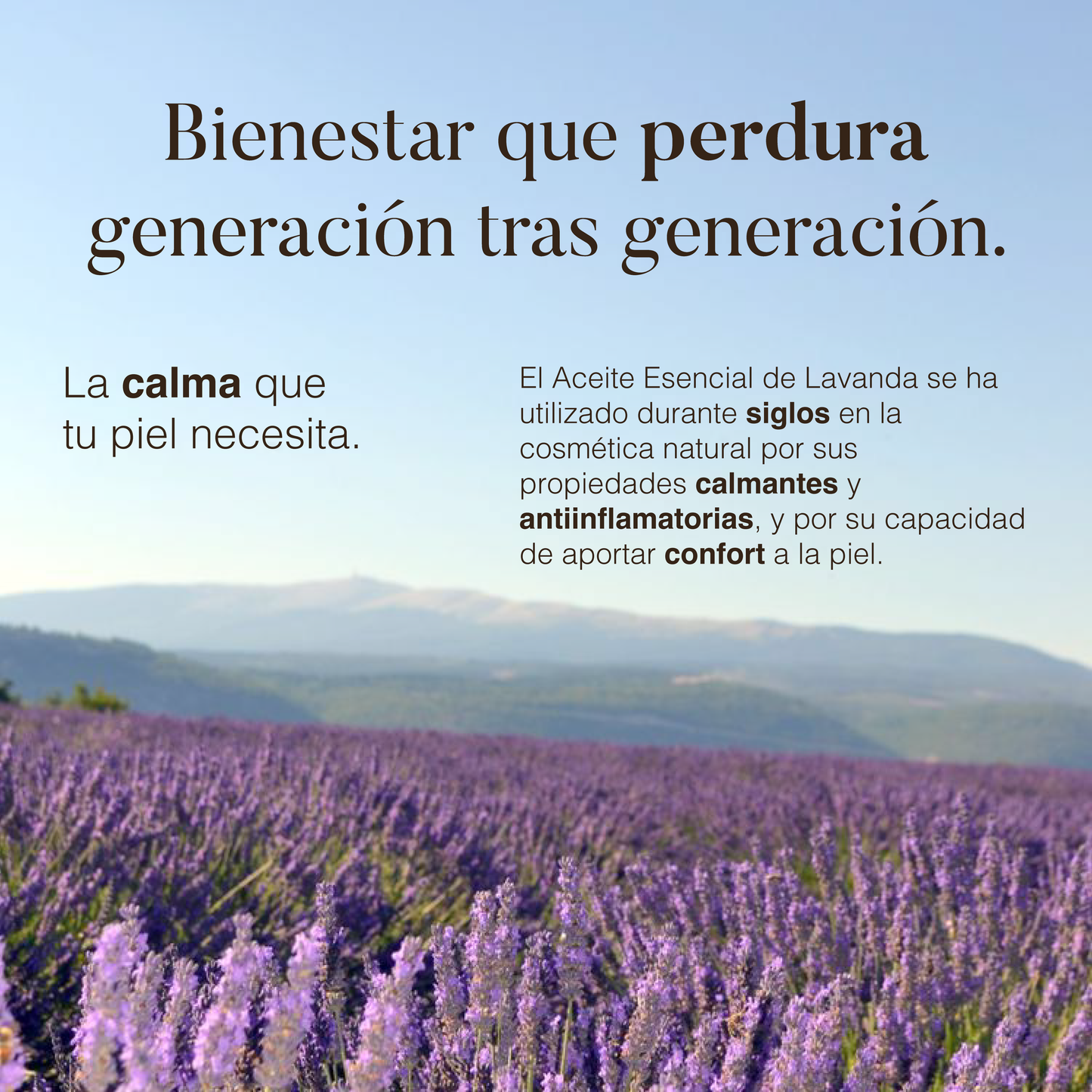 Lavanda: Aceite Esencial