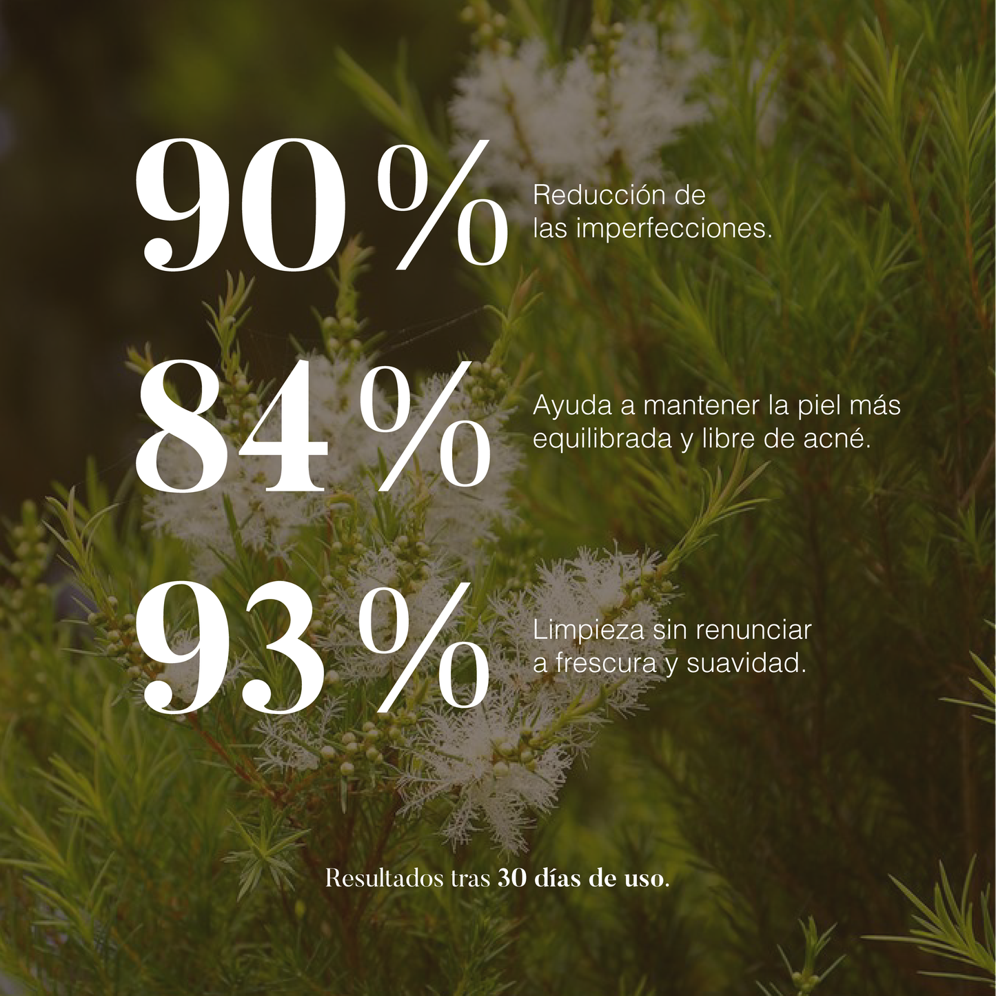 Árbol de Té: Aceite Esencial