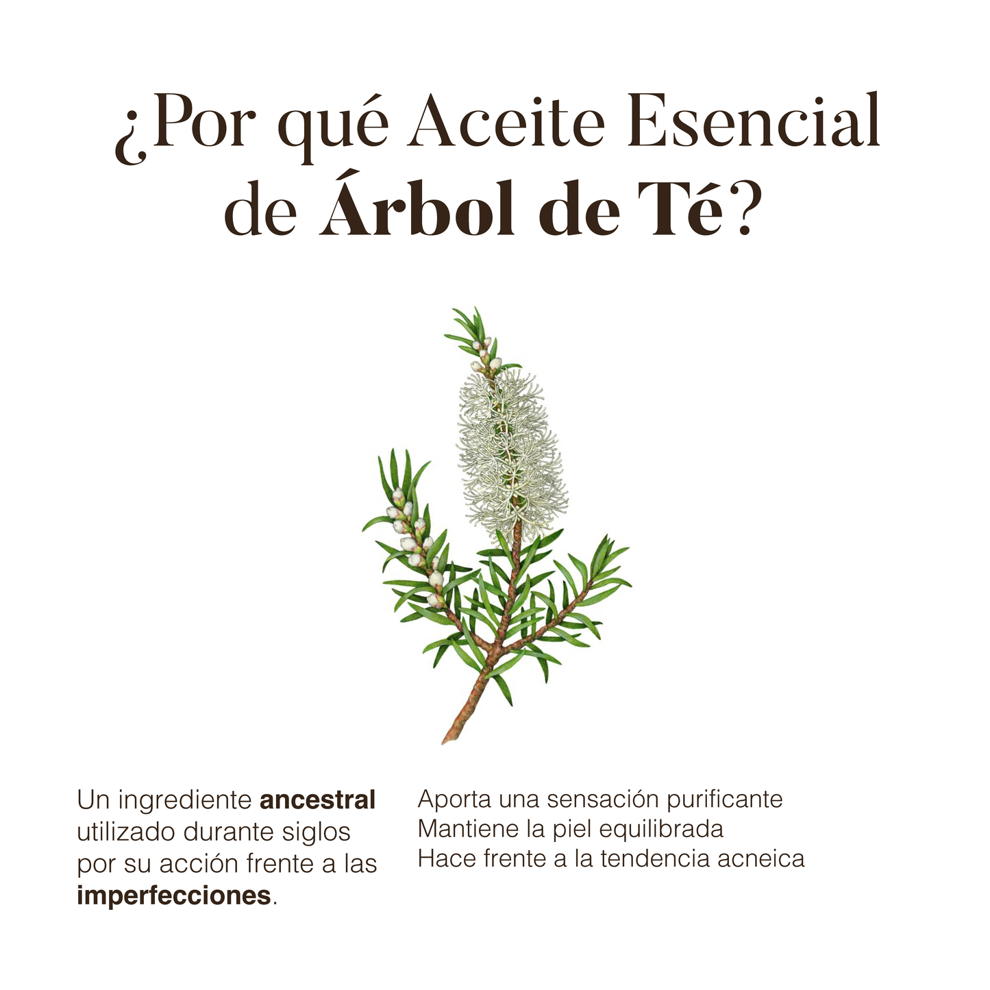Árbol de Té: Aceite Esencial